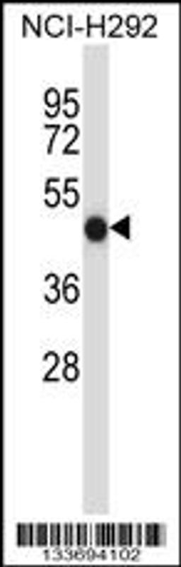 Western blot analysis in NCI-H292 cell line lysates (35ug/lane).