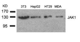 Western blot analysis of lysed extracts from 3T3, HepG2, HT29 and MDA cells using JAK1 (Ab-1022).