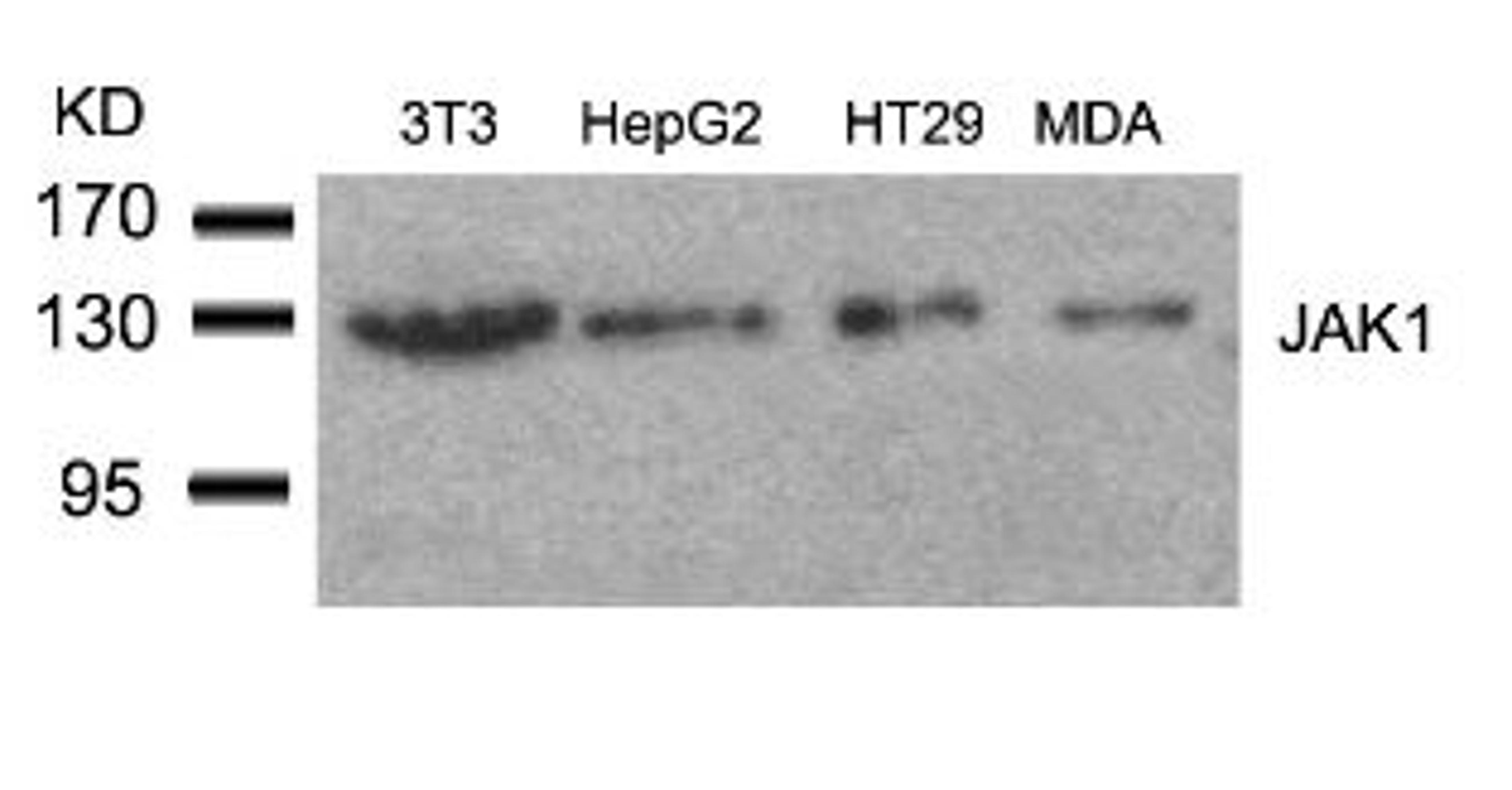 Western blot analysis of lysed extracts from 3T3, HepG2, HT29 and MDA cells using JAK1 (Ab-1022).