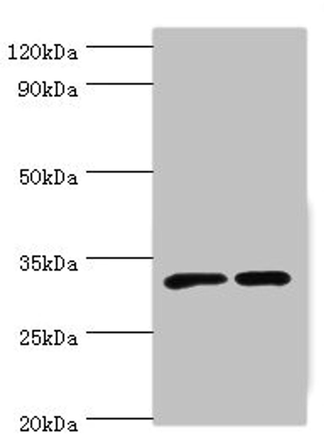 Western blot. All lanes: SLC25A15 antibody at 6ug/ml. Lane 1: Mouse liver tissue. Lane 2: Mouse stomach tissue. Secondary. Goat polyclonal to rabbit IgG at 1/10000 dilution. Predicted band size: 33 kDa. Observed band size: 33 kDa. 