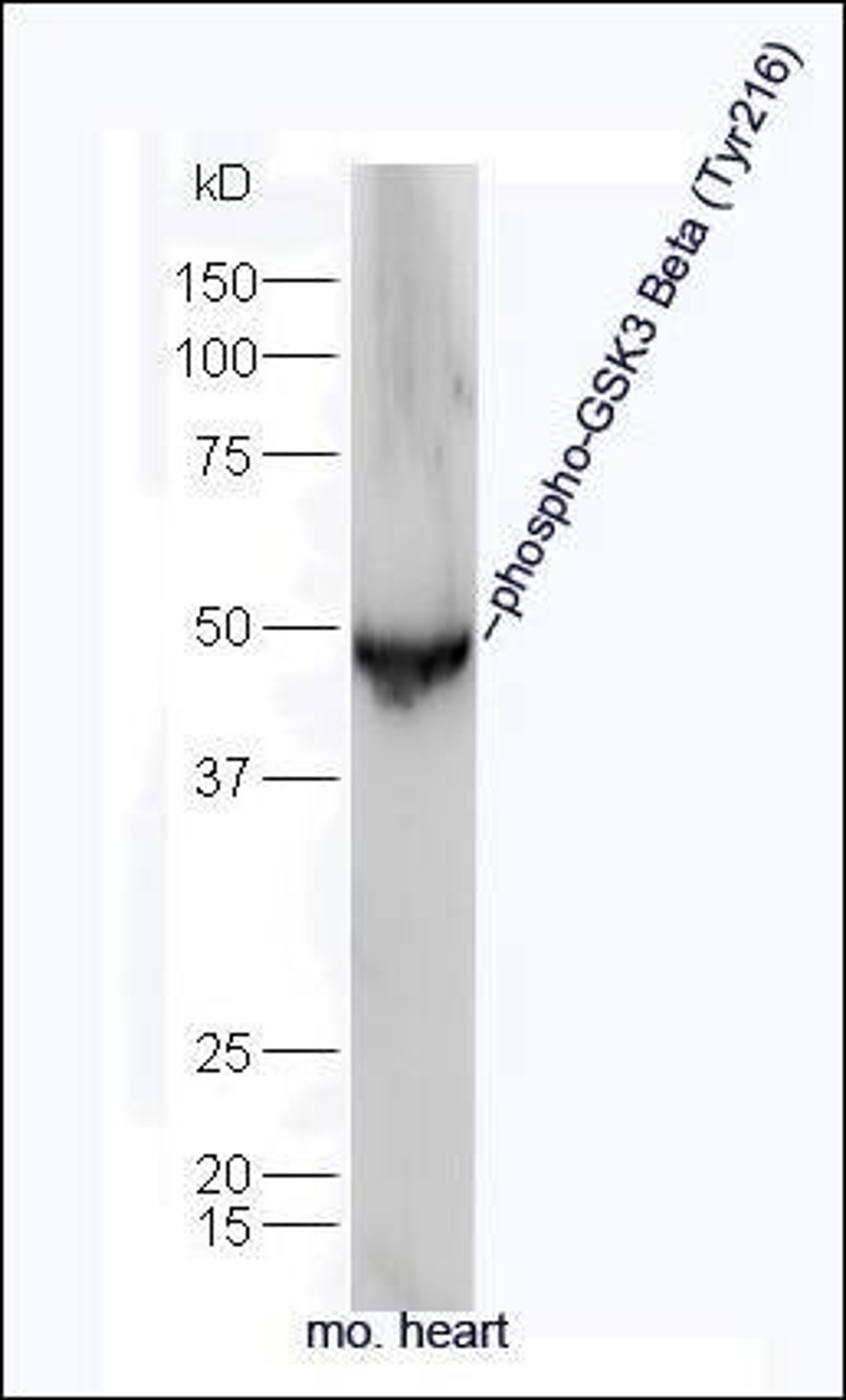 Western blot analysis of Mouse brain tissue using GSK3 beta (phospho-Tyr216) antibody.