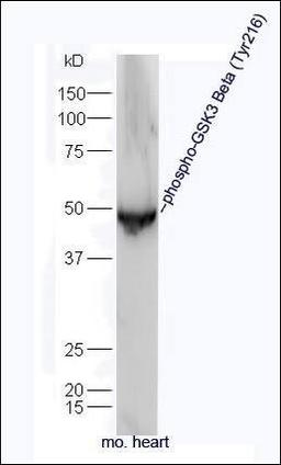 Western blot analysis of Mouse brain tissue using GSK3 beta (phospho-Tyr216) antibody.