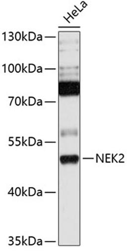 Western blot - NEK2 antibody (A13334)