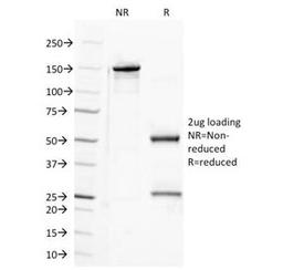 SDS-PAGE Analysis of Purified, BSA-Free Semaphorin-4D Antibody (clone A8). Confirmation of Integrity and Purity of the Antibody.