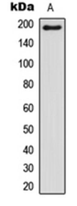 Western blot analysis of HEK293T (Lane 1) whole cell lysates using BCOR antibody