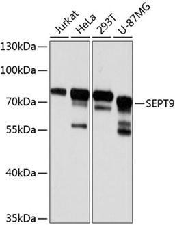 Western blot - SEPT9 antibody (A8657)