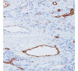 IHC staining of human tonsil with vWF antibody (3E2D10).