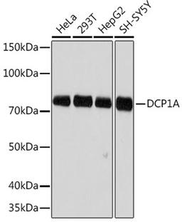 Western blot - DCP1A Rabbit mAb (A6824)