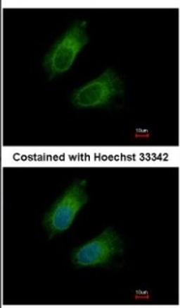 Immunocytochemistry/Immunofluorescence: GOT2 Antibody [NBP2-16708] - Immunofluorescence analysis of methanol-fixed HeLa, using antibody at 1:500 dilution.