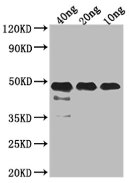 Western Blot. Positive WB detected in Recombinant protein. All lanes: FEN1 antibody at 1:2000. Secondary. Goat polyclonal to rabbit IgG at 1/50000 dilution. Predicted band size: 37.19 kDa. Observed band size: 45 kDa. 