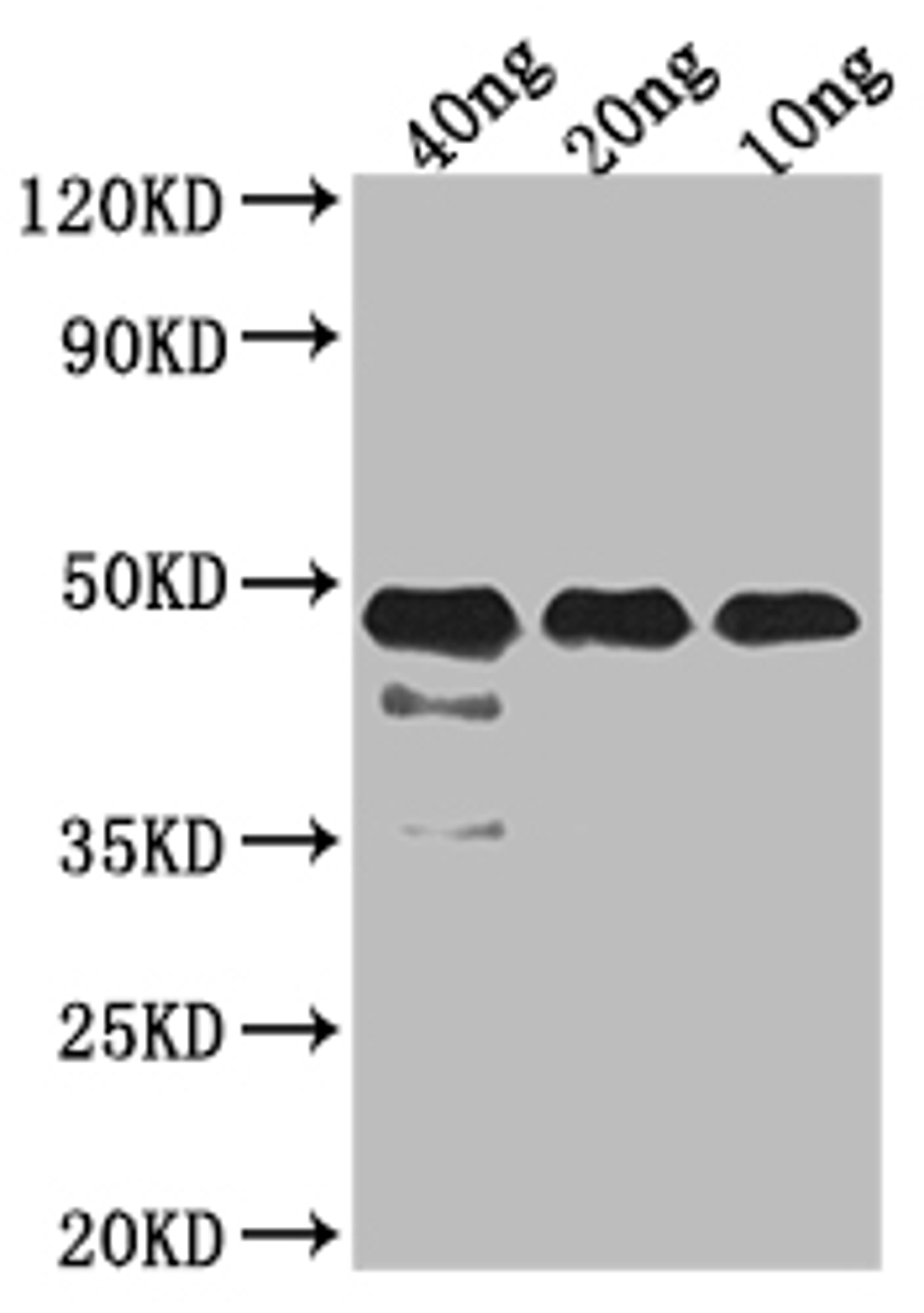 Western Blot. Positive WB detected in Recombinant protein. All lanes: FEN1 antibody at 1:2000. Secondary. Goat polyclonal to rabbit IgG at 1/50000 dilution. Predicted band size: 37.19 kDa. Observed band size: 45 kDa. 