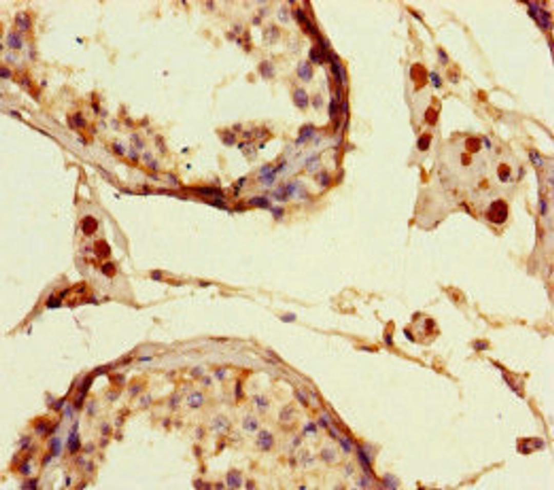 Immunohistochemistry of paraffin-embedded human testis tissue using CSB-PA012931LA01HU at dilution of 1:100