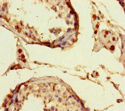 Immunohistochemistry of paraffin-embedded human testis tissue using CSB-PA012931LA01HU at dilution of 1:100