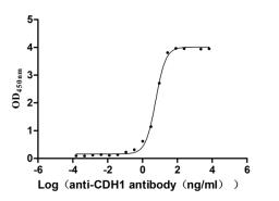 The Binding Activity of Human CDH1 with Anti-CDH1 recombinant antibody. Activity: Measured by its binding ability in a functional ELISA. Immobilized Human CDH1(CSB-MP005034HU1) at 2 μg/mL can bind Anti-CDH1 recombinant antibody.The EC<sub>50</sub> is 5.151-6.358 ng/mL.