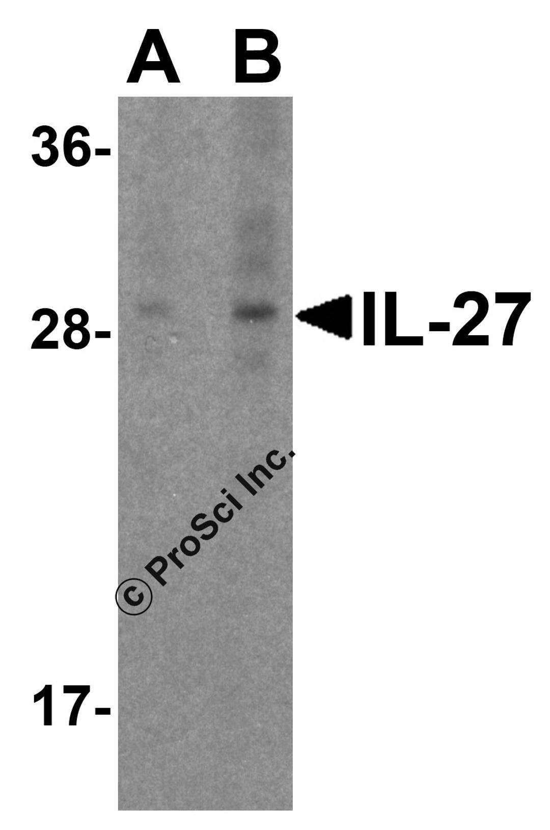 Western blot analysis of IL-27 in A-20 cell lysate with IL-27 antibody at (A) 1 and (B) 2 μg/mL.