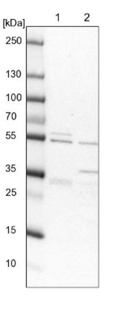 Western Blot: RMND5A Antibody [NBP1-92337] - Lane 1: NIH-3T3 cell lysate (Mouse embryonic fibroblast cells)<br/>Lane 2: NBT-II cell lysate (Rat Wistar bladder tumour cells)