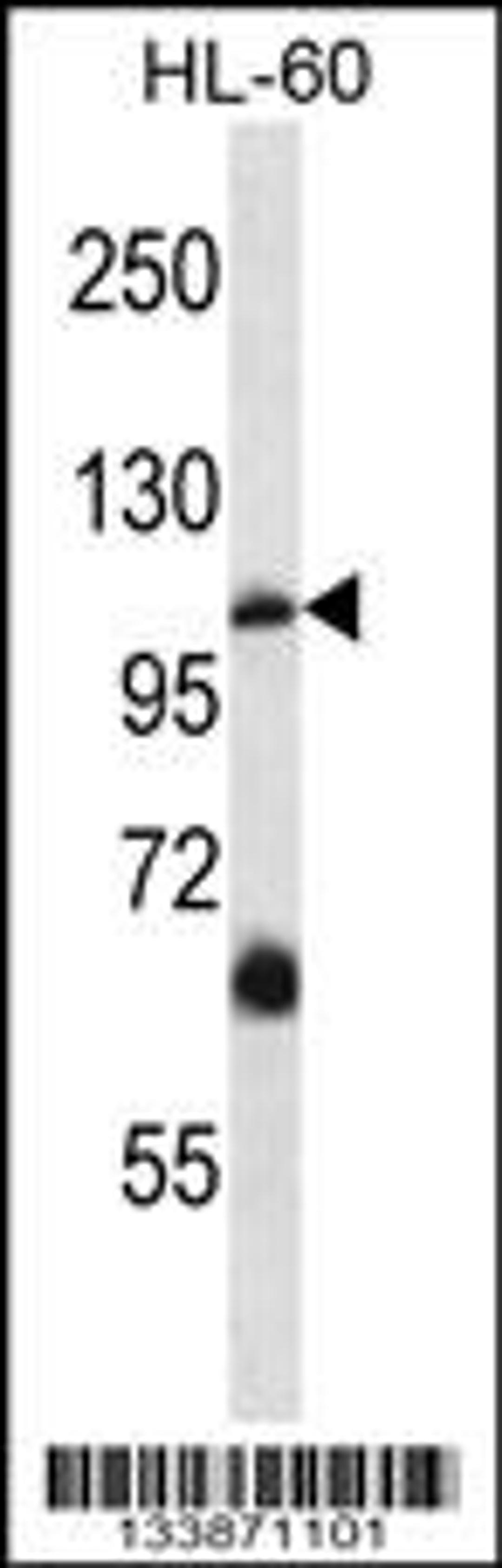 Western blot analysis in HL-60 cell line lysates (35ug/lane).