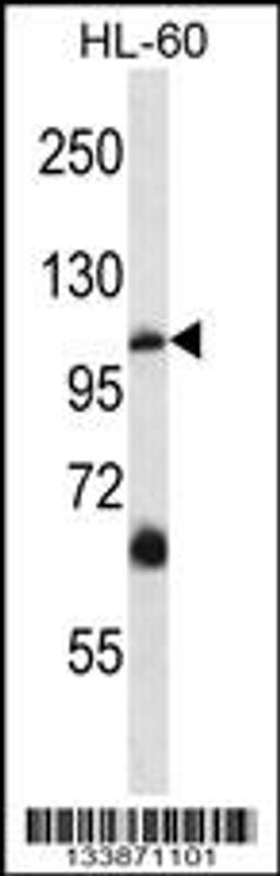 Western blot analysis in HL-60 cell line lysates (35ug/lane).