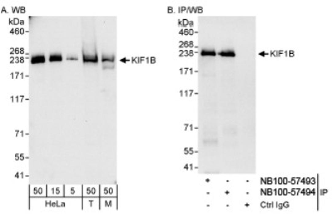 Western Blot: KIF1B Antibody [NB100-57493] - Detection of Human and Mouse KIF1B on HeLa whole cell lysate using NB100-57493. KIF1B was also immunoprecipitated by rabbit anti-KIF1B antibody NB100-57494.