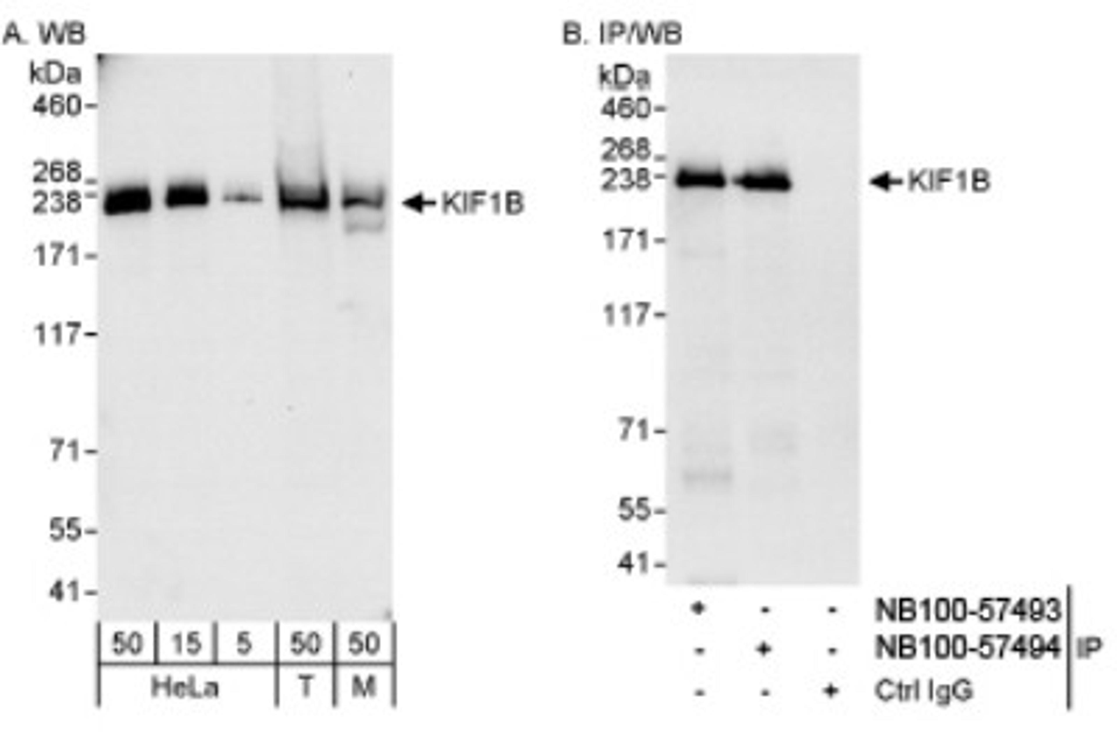 Western Blot: KIF1B Antibody [NB100-57493] - Detection of Human and Mouse KIF1B on HeLa whole cell lysate using NB100-57493. KIF1B was also immunoprecipitated by rabbit anti-KIF1B antibody NB100-57494.