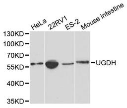 Western blot - UGDH Antibody (A1210)