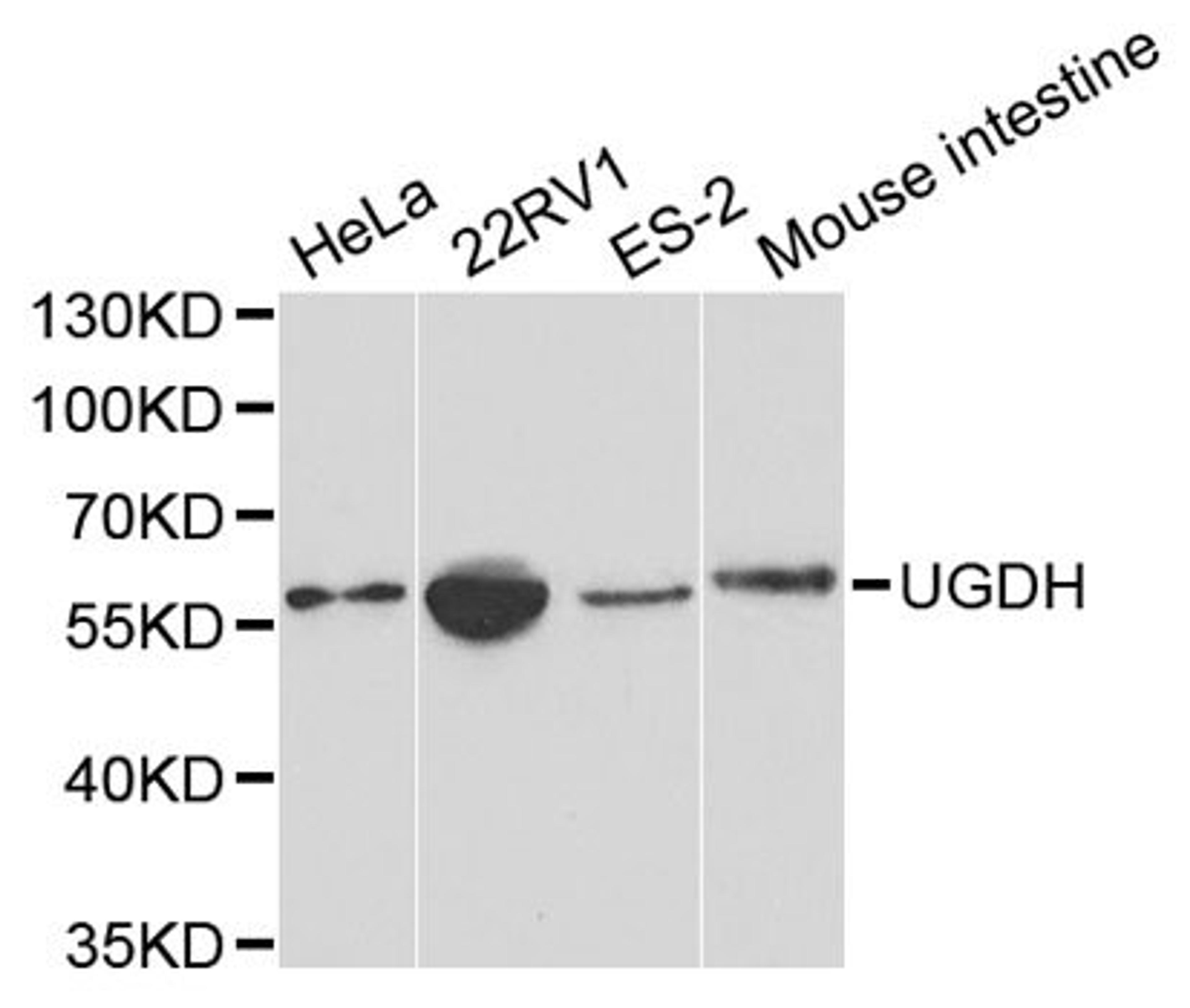 Western blot - UGDH Antibody (A1210)