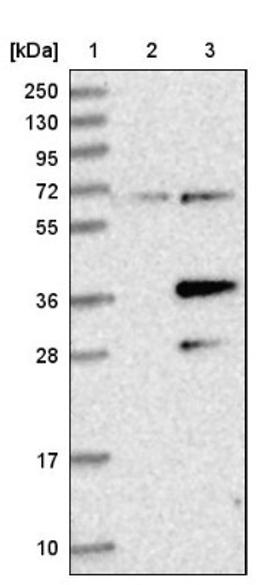 Western Blot: PDP1/PPAPDC2 Antibody [NBP1-83443] - Lane 1: Marker [kDa] 250, 130, 95, 72, 55, 36, 28, 17, 10<br/>Lane 2: Negative control (vector only transfected HEK293T lysate)<br/>Lane 3: Over-expression lysate (Co-expressed with a C-terminal myc-DDK tag (~3.1 kDa) in mammalian HEK293T cells, LY403715)