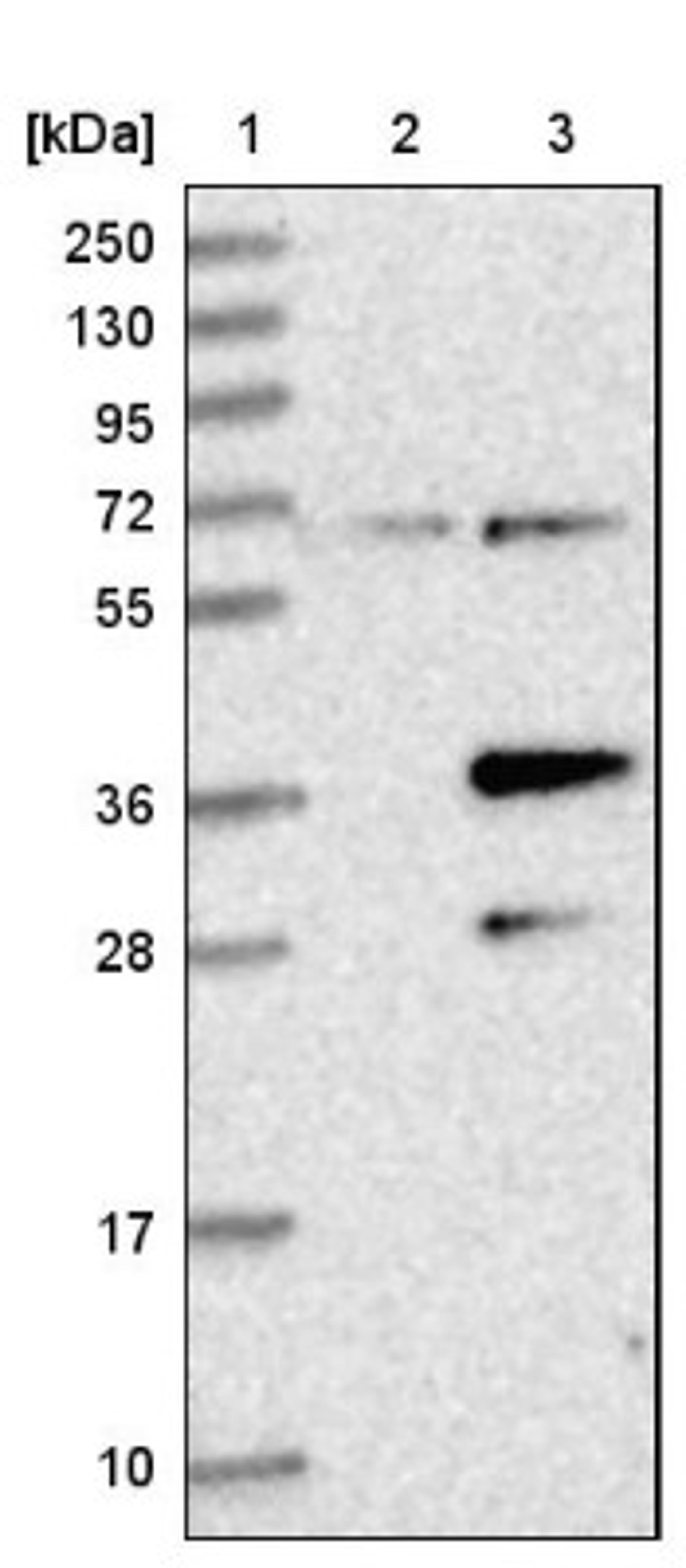 Western Blot: PDP1/PPAPDC2 Antibody [NBP1-83443] - Lane 1: Marker [kDa] 250, 130, 95, 72, 55, 36, 28, 17, 10<br/>Lane 2: Negative control (vector only transfected HEK293T lysate)<br/>Lane 3: Over-expression lysate (Co-expressed with a C-terminal myc-DDK tag (~3.1 kDa) in mammalian HEK293T cells, LY403715)