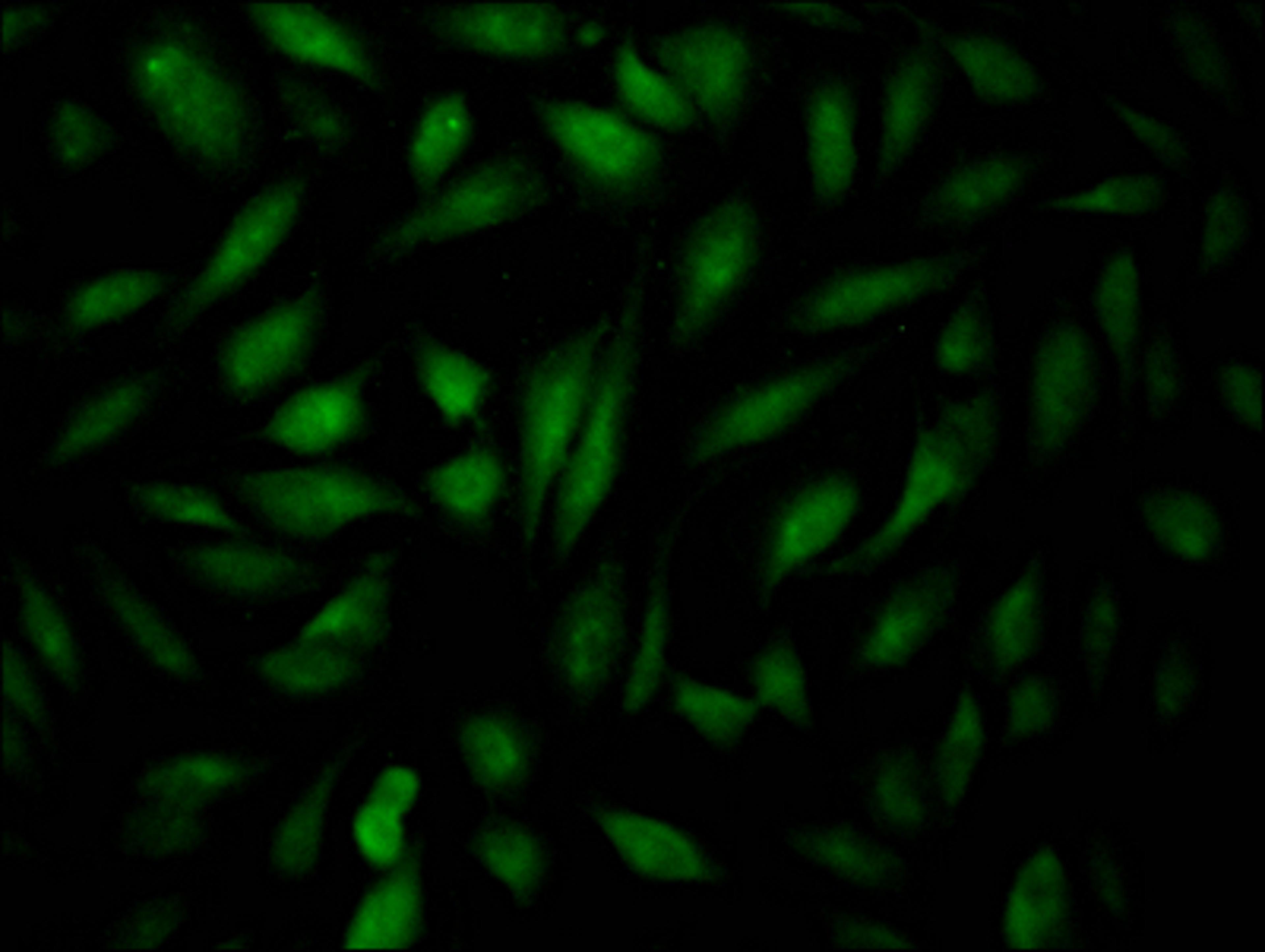 Immunofluorescence staining of Hela Cells with CSB-RA904931A0HU at 1:50, counter-stained with DAPI. The cells were fixed in 4% formaldehyde, permeated by 0.2% TritonX-100, and blocked in 10% normal Goat Serum. The cells were then incubated with the antibody overnight at 4℃. Nuclear DNA was labeled in blue with DAPI. The secondary antibody was FITC-conjugated AffiniPure Goat Anti-Rabbit IgG (H+L).