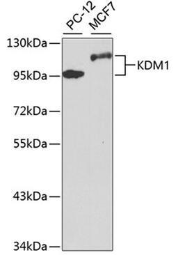 Western blot - KDM1  antibody (A1156)