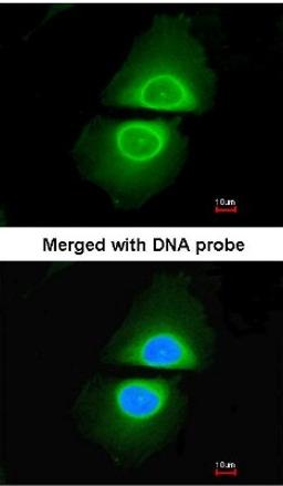 Immunocytochemistry/Immunofluorescence: Cytochrome P450 4A Antibody [NBP1-31427] - Analysis of HeLa, using NBP1-31427 at 1:200 dilution.