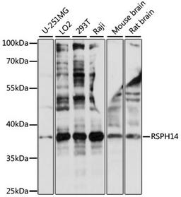 Western blot - RSPH14 antibody (A15430)