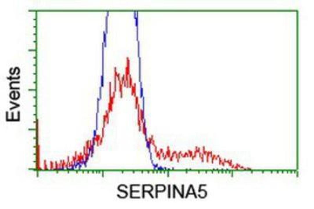 Flow Cytometry: Serpin A5/Protein C Inhibitor Antibody (2D10) [NBP2-01833] - HEK293T cells transfected with either overexpression plasmid (Red) or empty vector control plasmid (Blue) were immunostained by anti-Protein C inhibitor antibody, and then analyzed by flow cytometry.