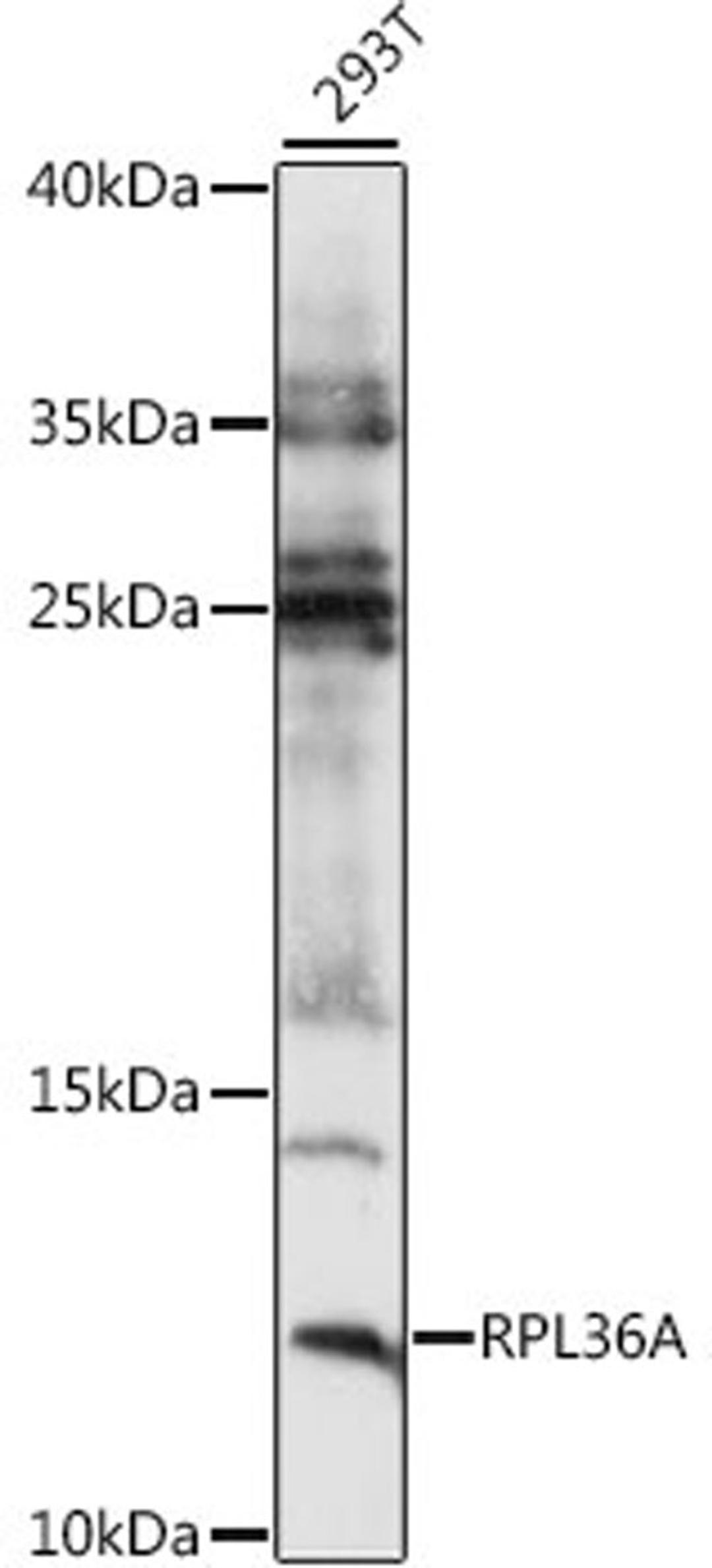 Western blot - RPL36A antibody (A15717)