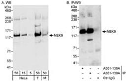 Detection of human and mouse NEK9 by western blot (h&m) and immunoprecipitation (h).