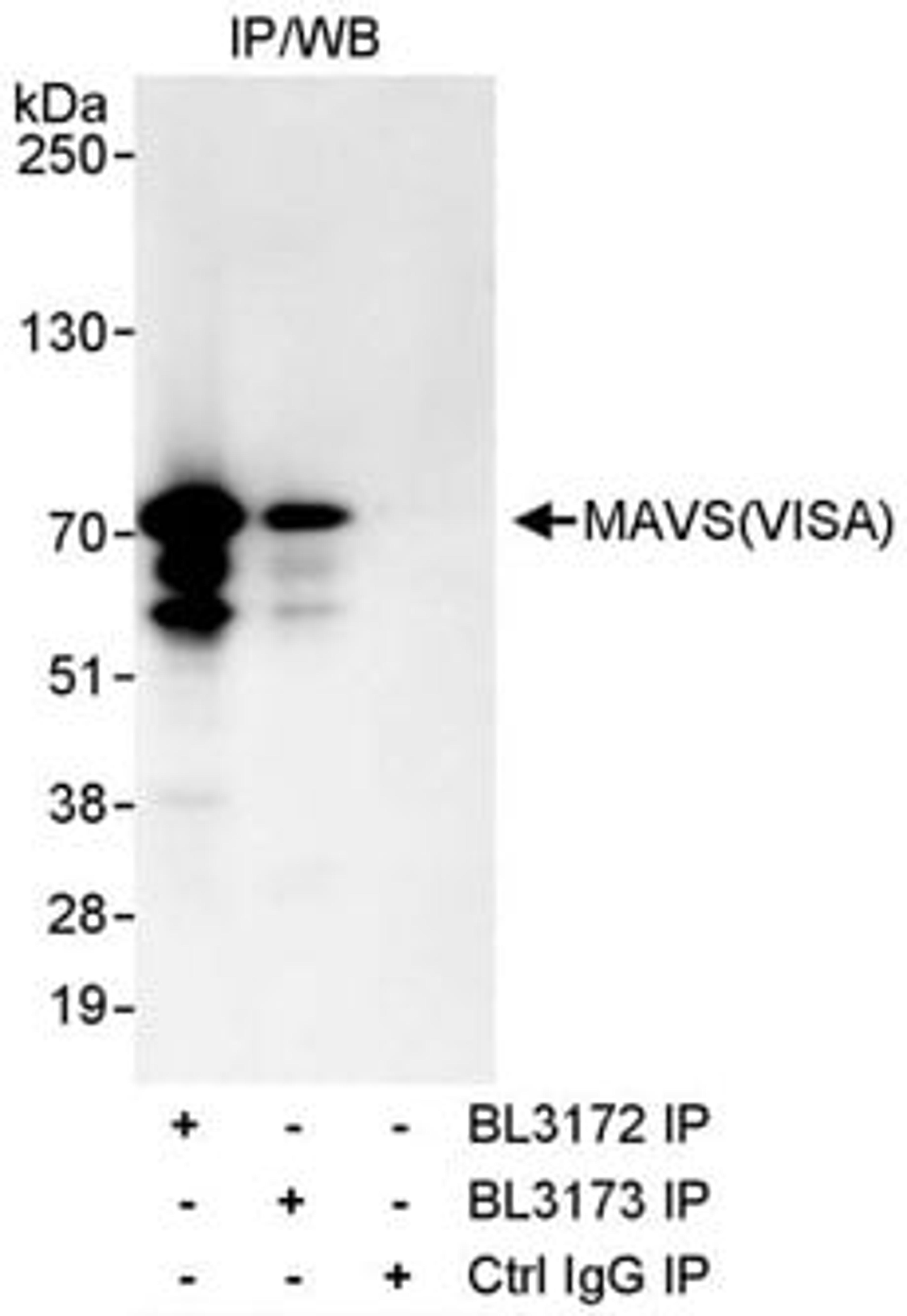 Detection of human MAVS/VISA by western blot of immunoprecipitates.