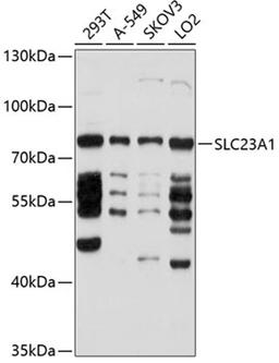 Western blot - SLC23A1 antibody (A10276)