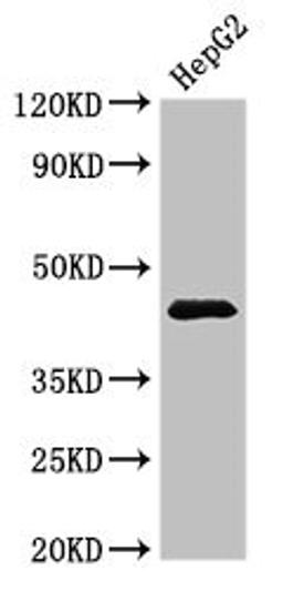 Western Blot. Positive WB detected in: HepG2 whole cell lysate. All lanes: PSMC5 antibody at 3.5ug/ml. Secondary. Goat polyclonal to rabbit IgG at 1/50000 dilution. Predicted band size: 46, 45 kDa. Observed band size: 46 kDa. 