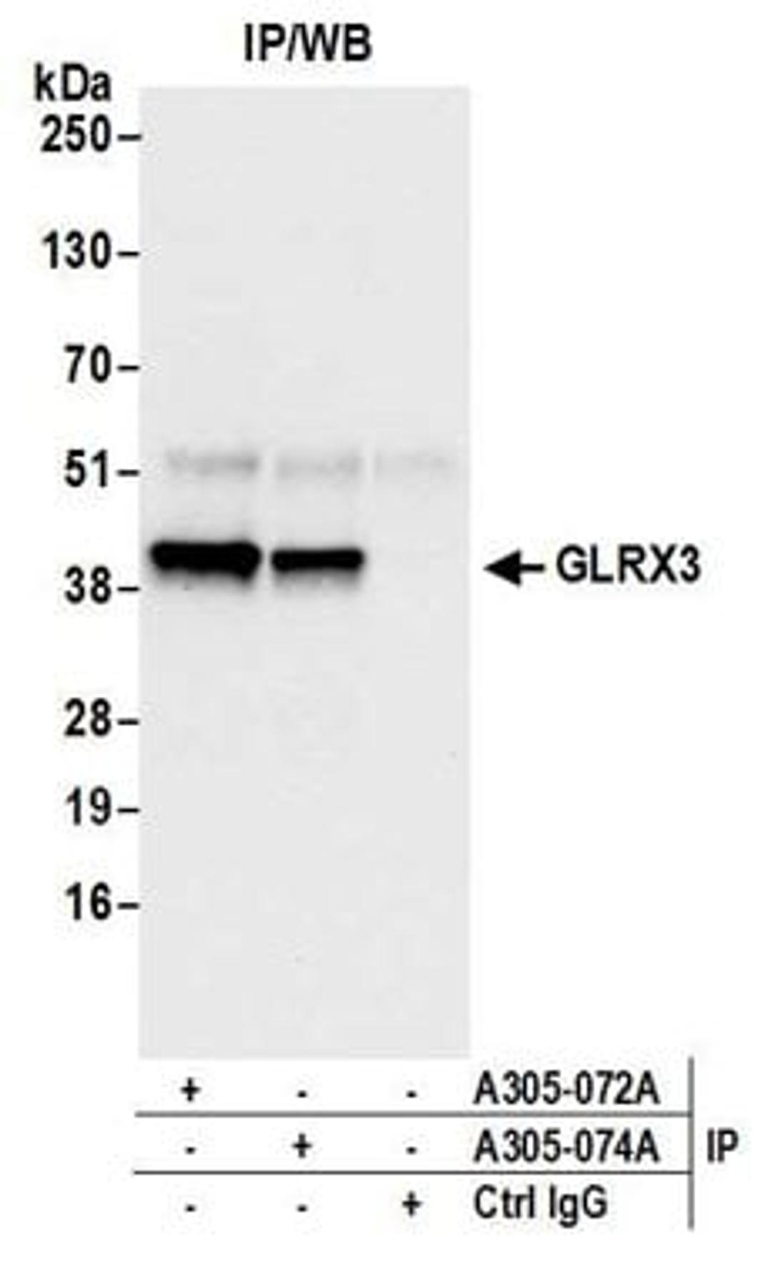 Detection of human GLRX3 by western blot of immunoprecipitates.