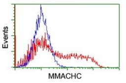 Flow Cytometry: MMACHC Antibody (1A4) [NBP2-45884] - Analysis of HEK293T cells transfected with either overexpress plasmid(Red) or empty vector control plasmid(Blue) were immunostained by MMACHC antibody.