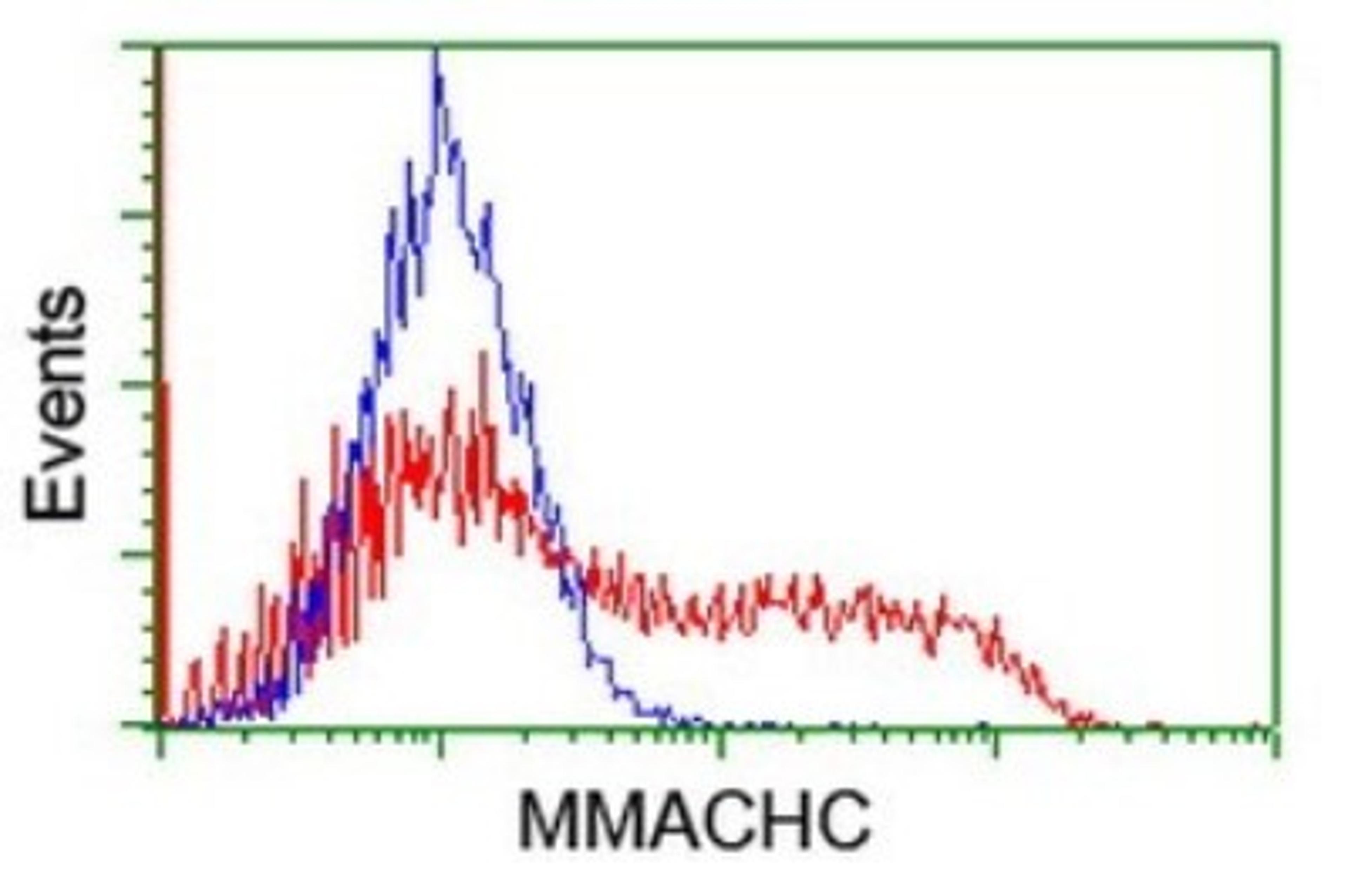 Flow Cytometry: MMACHC Antibody (1A4) [NBP2-45884] - Analysis of HEK293T cells transfected with either overexpress plasmid(Red) or empty vector control plasmid(Blue) were immunostained by MMACHC antibody.