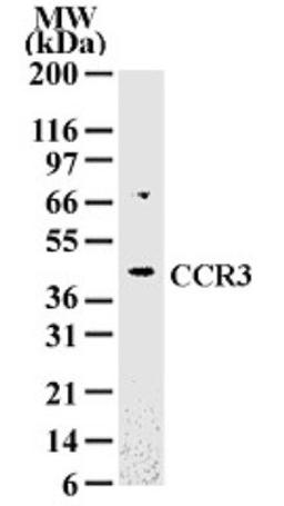 Western Blot: CCR3 Antibody [NB100-56335] - Analysis using the Azide Free version of NB100-56335. Detection of 10 ug of total cell lysate from Daudi cells with this antibody at 2 ug/ml dilution.