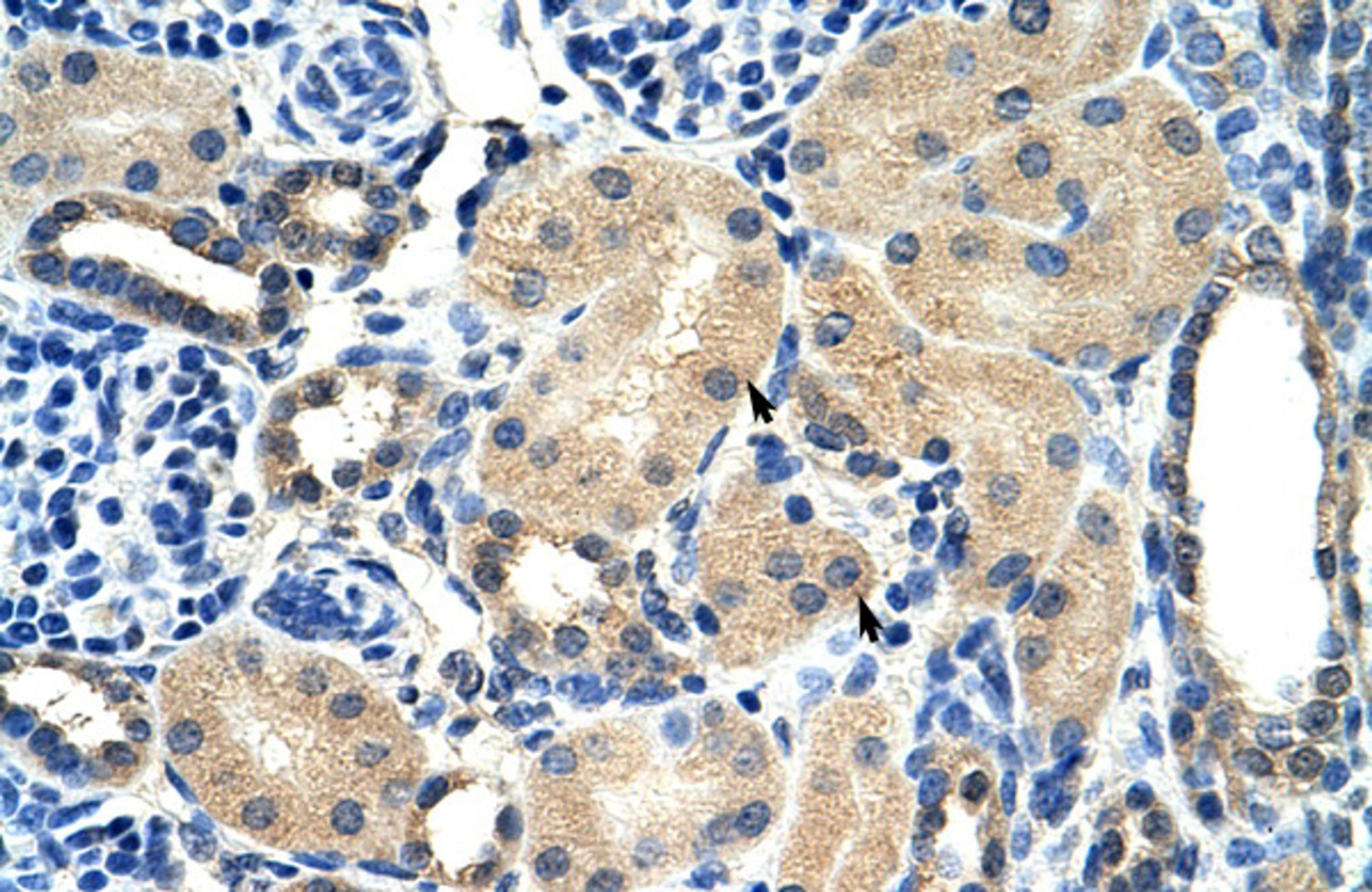 Antibody used in IHC on Human kidney.