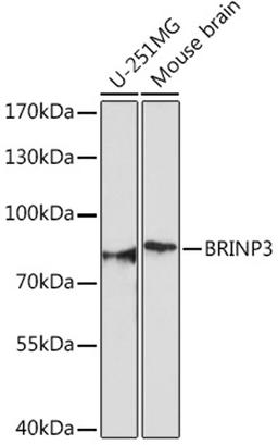 Western blot - BRINP3 Rabbit pAb (A18237)