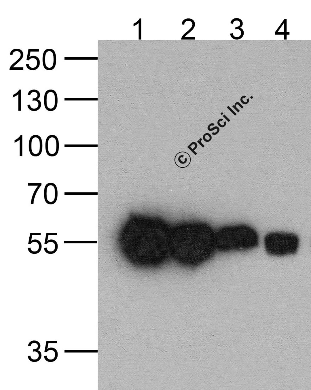 Western blot analysis of (1) 200ng, (2) 100 ng, (3) 50 ng, and (4) 25 ng of a HAT-tag-containing recombinant GGP1 protein with HAT-tag antibody at 0.5 μg/ml.