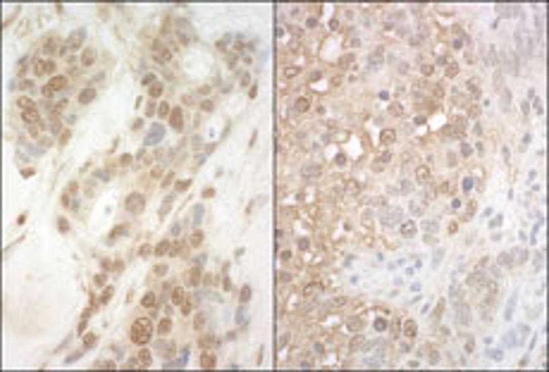 Detection of human and mouse APC7 by immunohistochemistry.