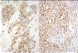 Detection of human and mouse APC7 by immunohistochemistry.