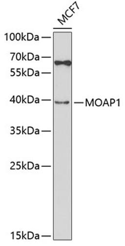 Western blot - MOAP1 antibody (A5759)