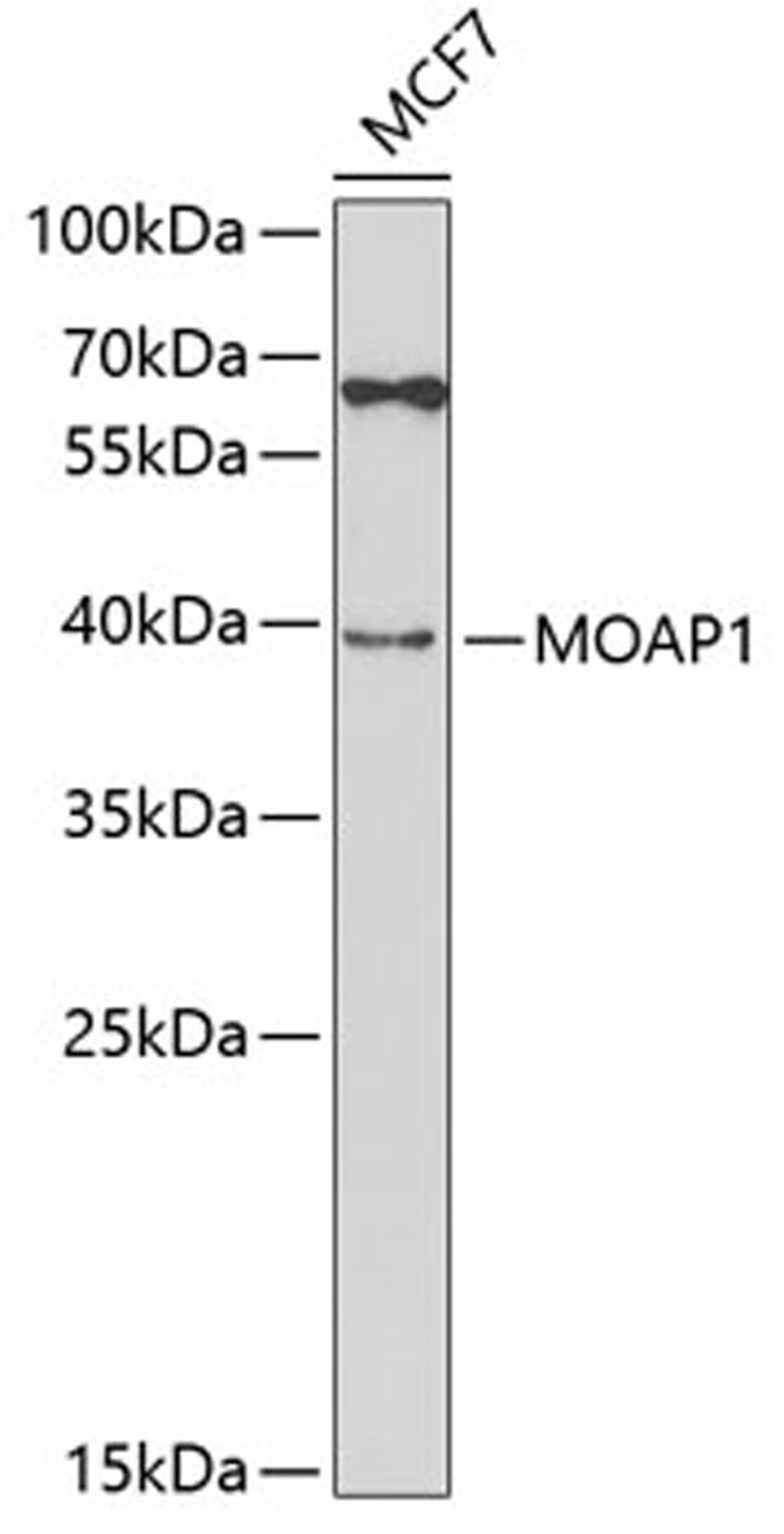 Western blot - MOAP1 antibody (A5759)