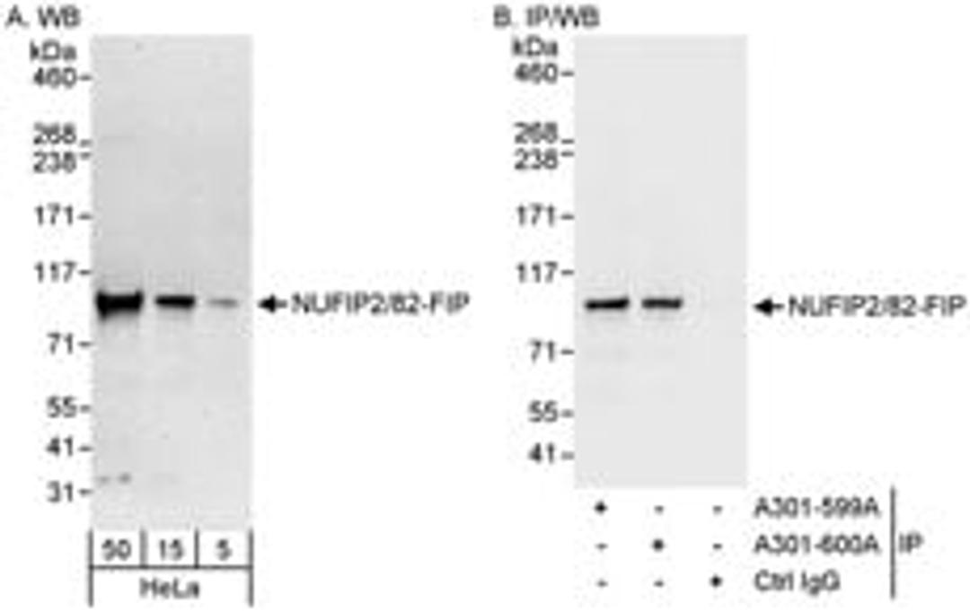 Detection of human NUFIP2/82-FIP by western blot and immunoprecipitation.